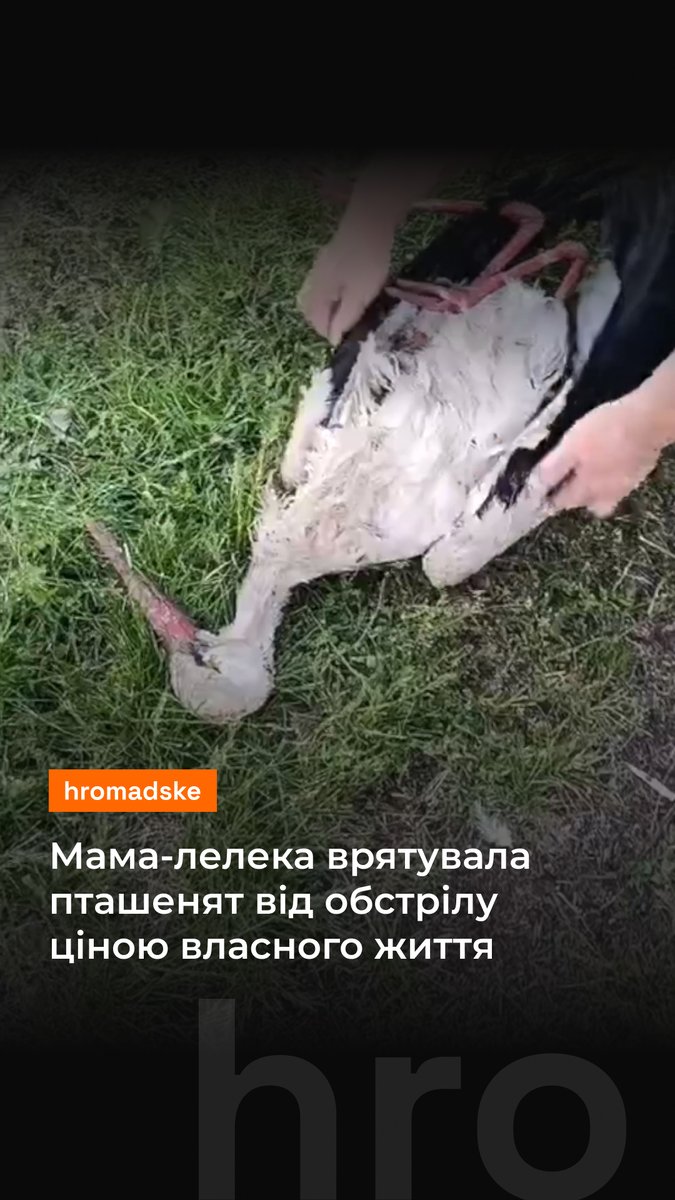 На Київщині під час російського обстрілу мама-лелека закрила крилами своїх чотирьох пташенят. Врятованих лелеченят та їхню загиблу маму знайшла місцева мешканка. Як пташенята живуть зараз та що на них чекає далі — розказуємо у відео