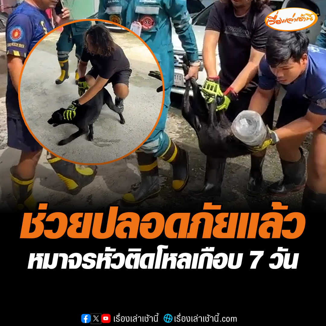 กู้ภัยเร่งช่วยหมาจร ที่หัวติดอยู่ในขวดโหลนานเกือบ 7 วัน ได้สำเร็จ ชาวบ้านเผยพยายามช่วยแล้วแต่น้องวิ่งหนีไม่ยอมให้จับ ก่อนไหว้ขอบคุณที่ไม่ละเลยหนึ่งชีวิต #เรื่องเล่าเช้านี้ #ข่าวช่อง3 #ข่าวภูมิภาค #ฉะเชิงเทรา