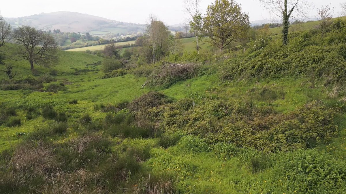 An ode to scrub - an excerpt from ‘A Cuckoo Calling – Farming Wilder on Dartmoor’ - exploring the sustainable practices of three farmers in Dartmoor National Park, for climate, nature, and health. 📷 Watch the full film for free, here: 📷 Read 'Grazing Livestock: It's not the cow, but the how':
