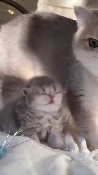 mommy cat is so beautiful 😺🥰.