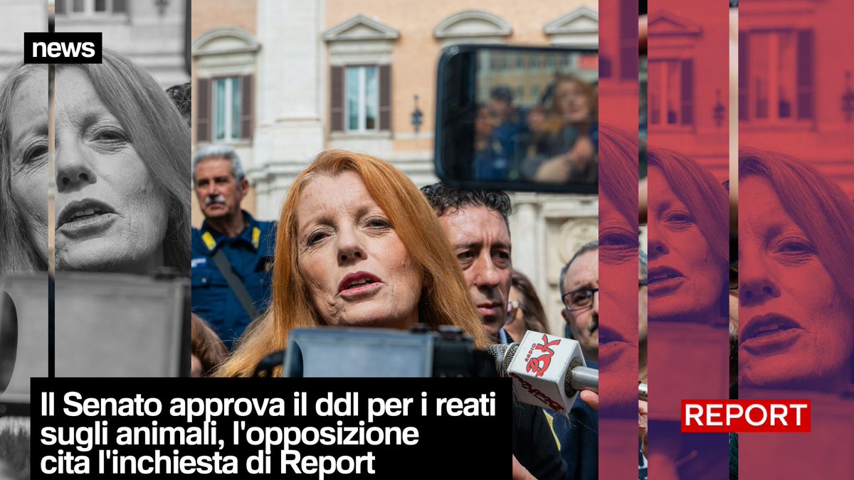 Il Senato approva il ddl per i reati sugli animali che ha come prima firmataria l'onorevole Brambilla, l'opposizione cita l'inchiesta di Report sugli allevamenti di salmone in cui è coinvolta proprio la parlamentare di Noi Moderati. Domenica dalle 20.30 su Rai3 torneremo sul tema