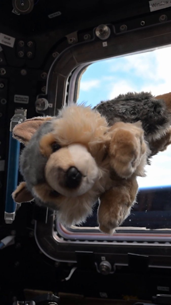Do you want to join the Moon Mascot challenge — but not sure where to start? Here are some step-by-step instructions on how to put together your designs for the zero gravity indicator aboard the Artemis II mission! Submissions close on June 16: