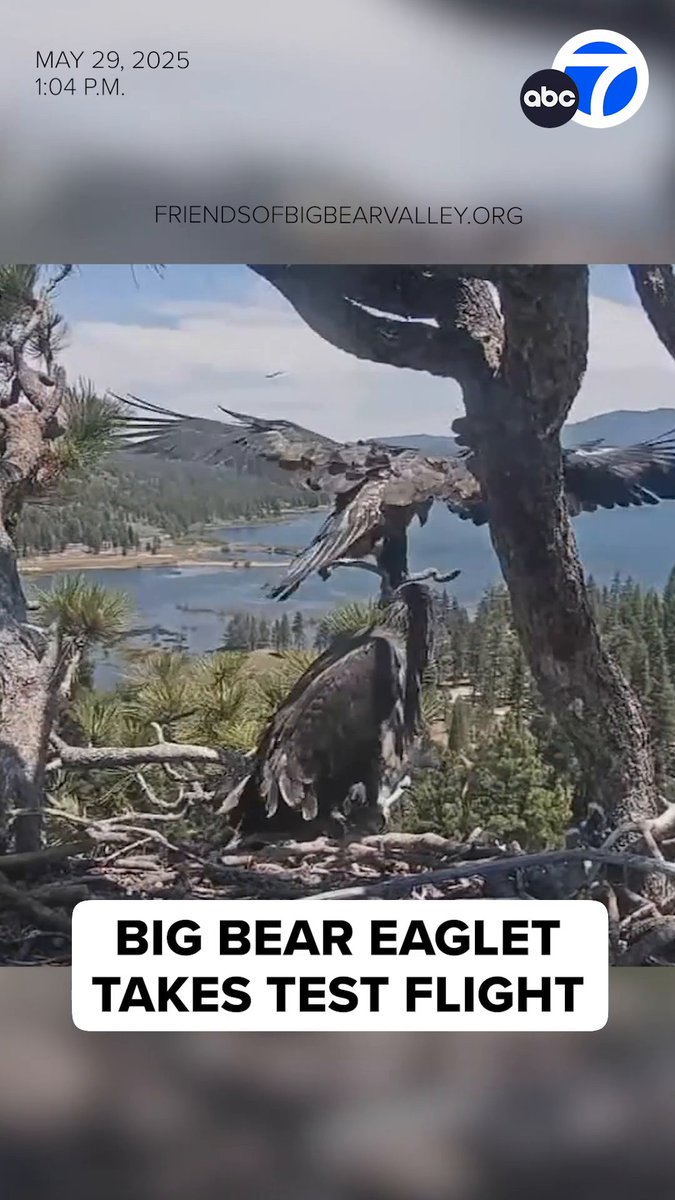 The Big Bear eaglets are SO close to taking flight for the first time! 🦅 Earlier today, either Sunny or Gizmo lifted off from the nest by just a few feet before deciding they weren't quite ready for their first flight! 😅