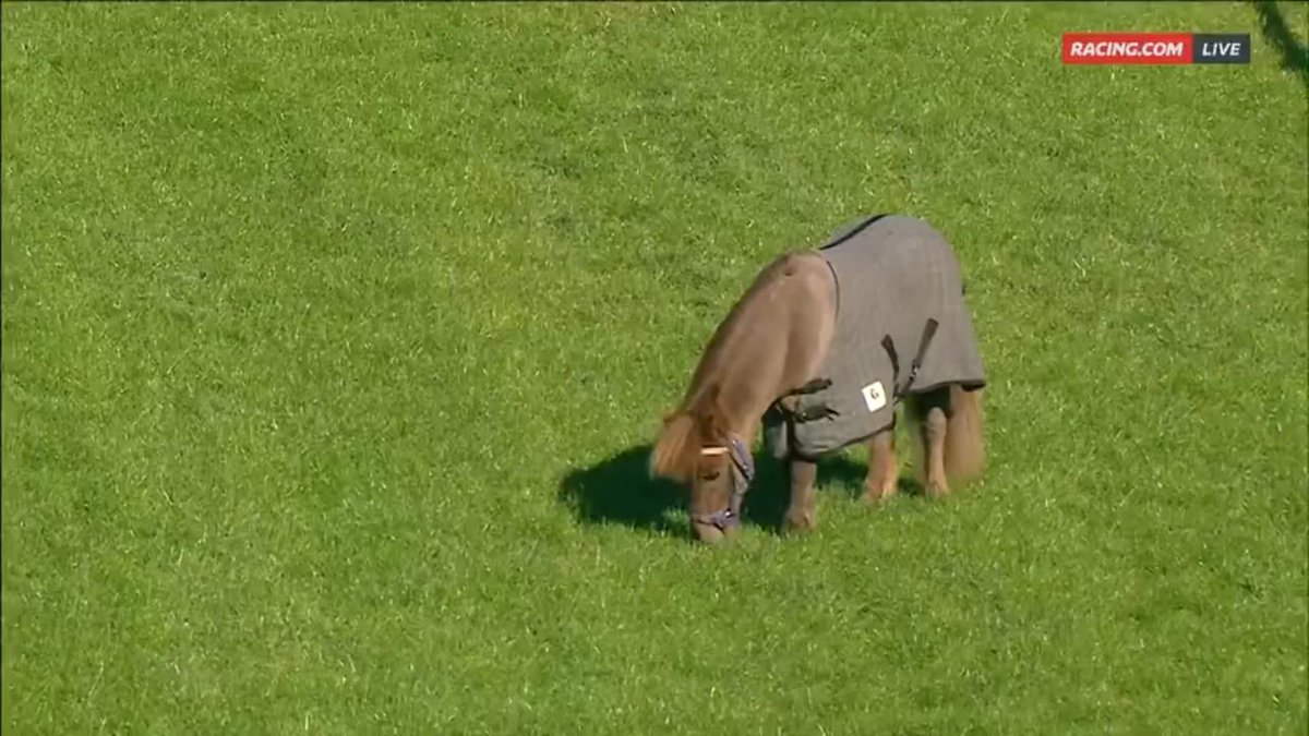 "He's living his dream, he's living his best life!" Cheeky pony 😜 Sam Lyons matty stewart