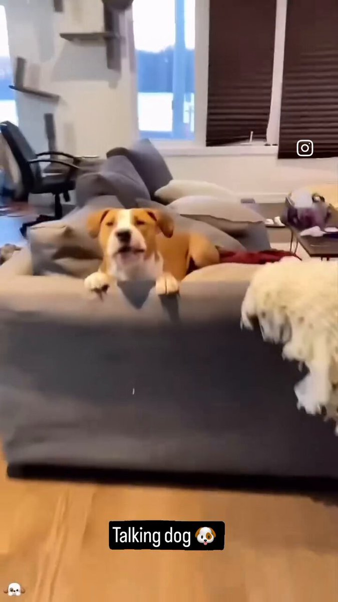 These adorable dogs telling their human “I love you” Do your dogs talk to you ?