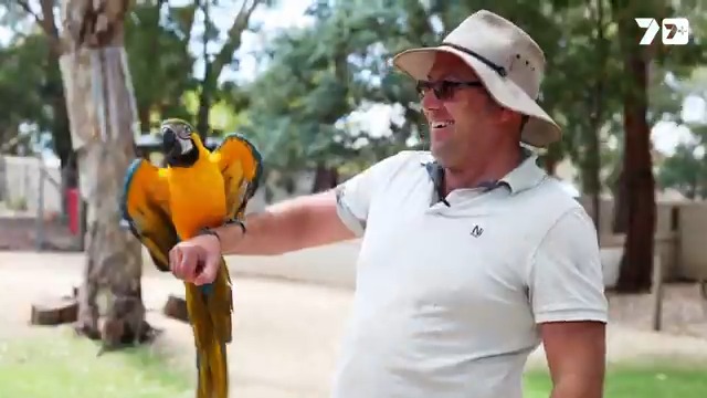 "It's a bit of a dream job that I never knew was there." 👏 Former jockey Brenton Primmer has recently embarked on a new journey working with animals thanks to the support of good friend Chris Symons and the team at Warrnambool Wildlife Encounters. Racing Victoria Mornington Peninsula wildlife project