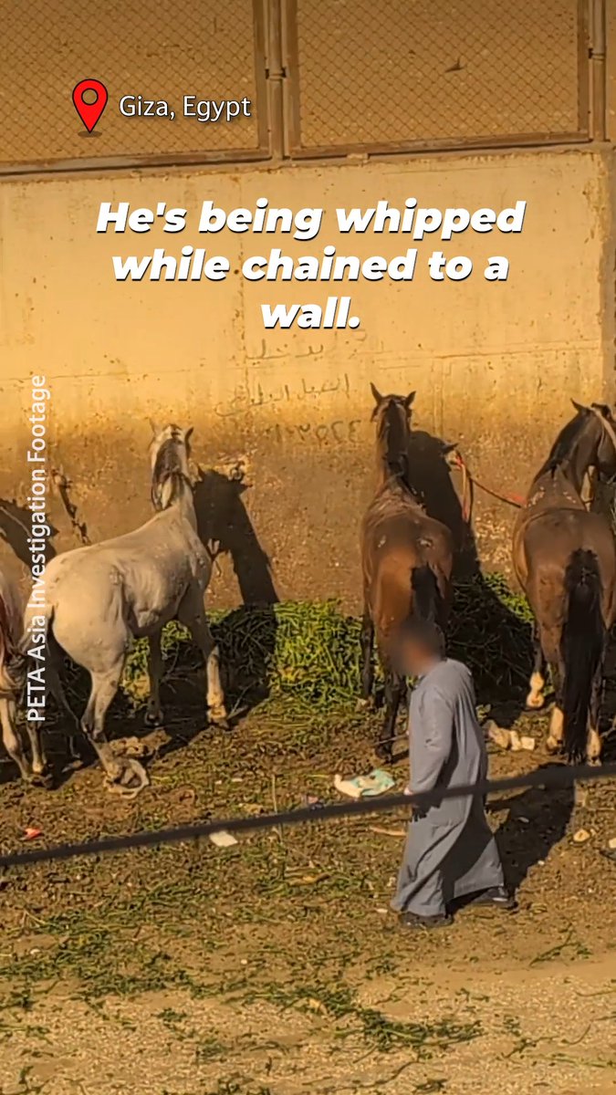 This is what Egypt’s tourism industry doesn’t want you to see 👀 Just behind a wall, horses are chained & violently whipped—all for cruel animal “rides” 😢 The only way to put an end to this suffering is for all travelers to stop riding animals!