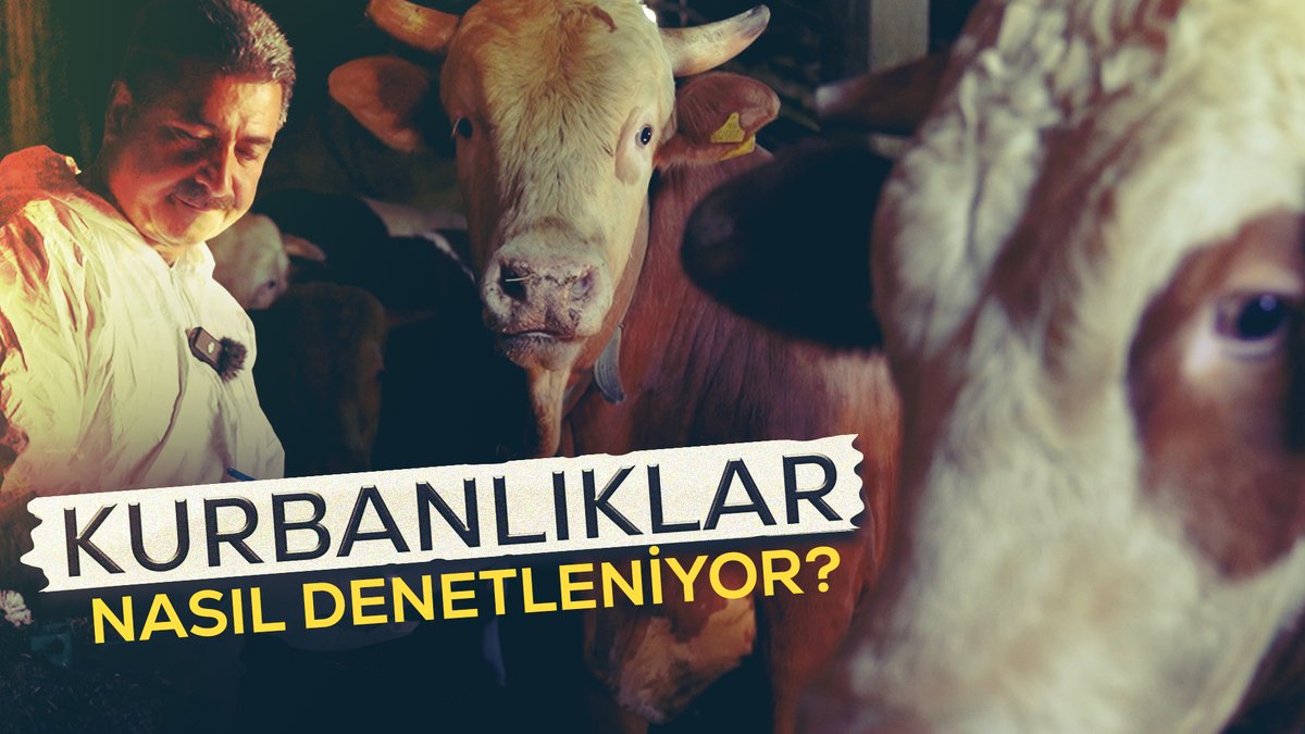 🐮Kurbanlıklar nasıl denetleniyor? Besi hayvanları doğumdan itibaren sıkı kontrollere tabi. Belgesiz hiçbir hayvan pazara çıkmıyor, sofralara gelmiyor. Gelin, Ağrı'dan İstanbul'a uzanan kurban yolculuğuna eşlik edelim...