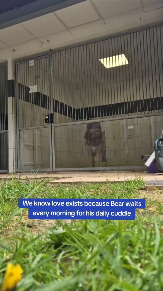 Just a rescue dog waiting for his morning cuddle 🥺 Despite his affectionate and gentle nature, Bear is still patiently waiting for a loving home where he can enjoy the companionship he desperately craves. Visit his profile and apply to adopt him:
