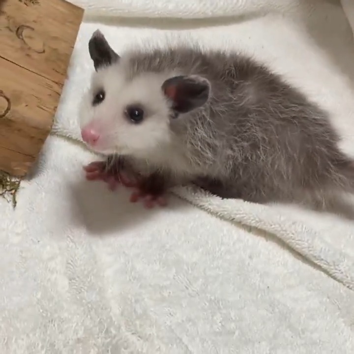 Meet Nigel 💕 Found wandering behind an apartment building, he was rescued by @cwcwildlife who worked with wildlife officials to bring him to his new home at the zoo.