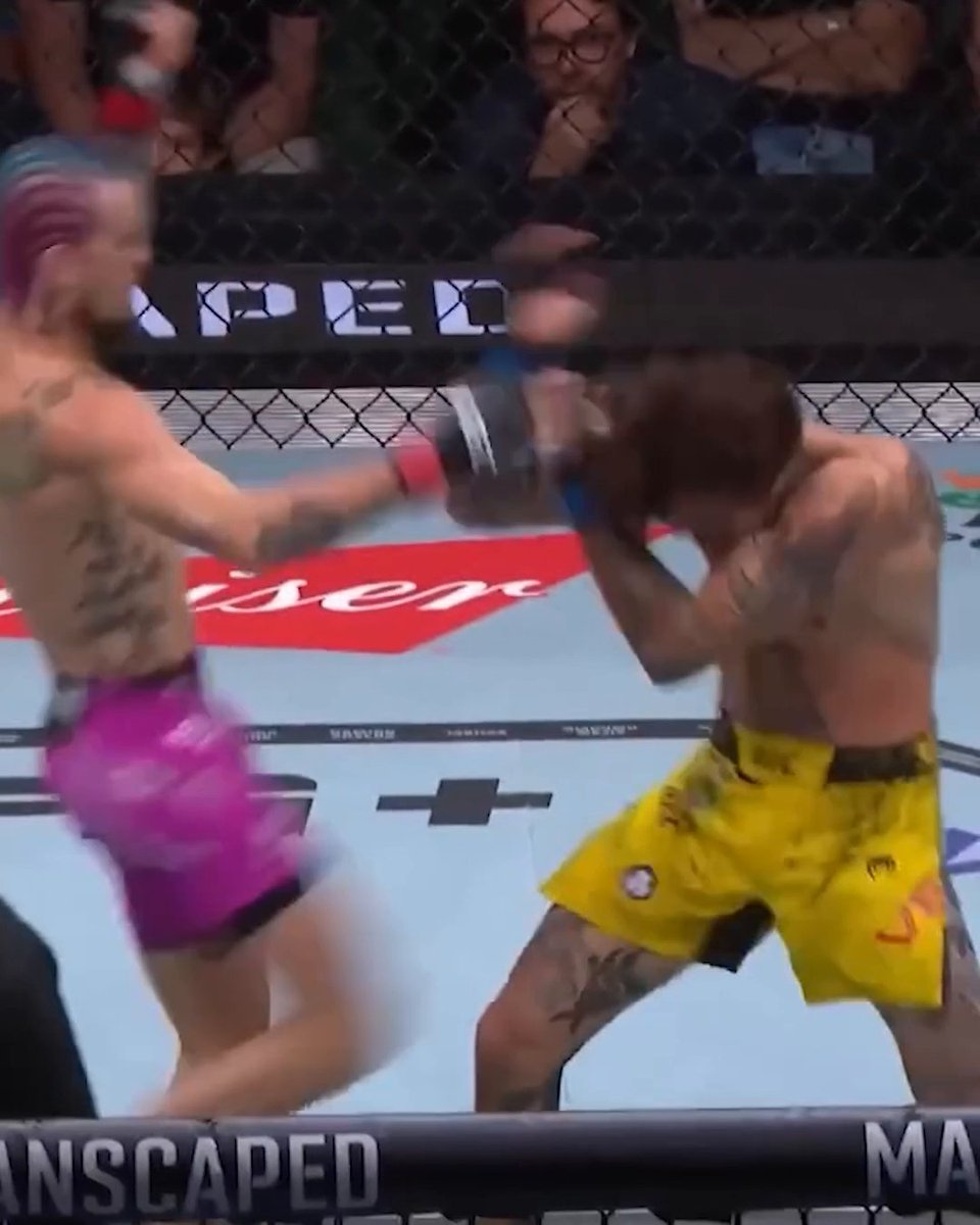 The sound of this knee from Sean O'Malley 🔊 #UFC316 (via UFC)