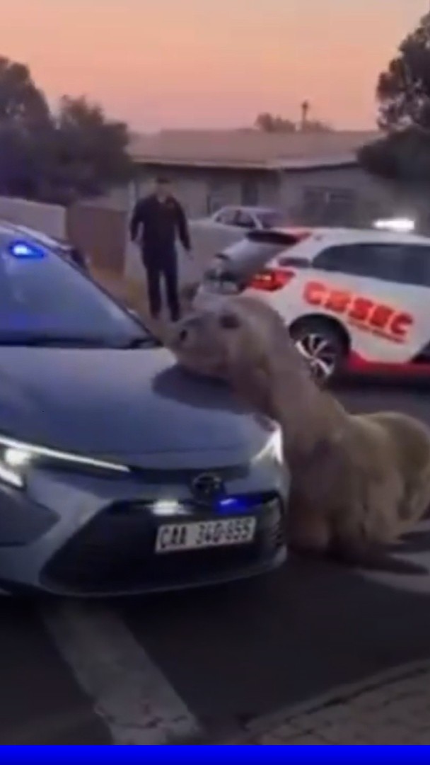Un éléphant de mer aperçu dans les rues du Cap en Afrique du Sud