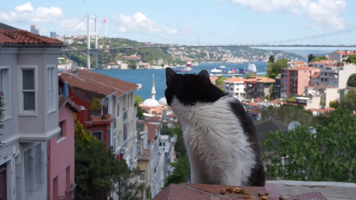 「海峡を眺める丘のネコ。イスタンブール猫動画」(56分) ボスポラス海峡を見渡す秘密の丘。そこにも静かに暮らす猫たちの姿がありました。４K高画質でたっぷりイスタンブールを満喫。よかったらYouTubeでご覧ください😺🇹🇷