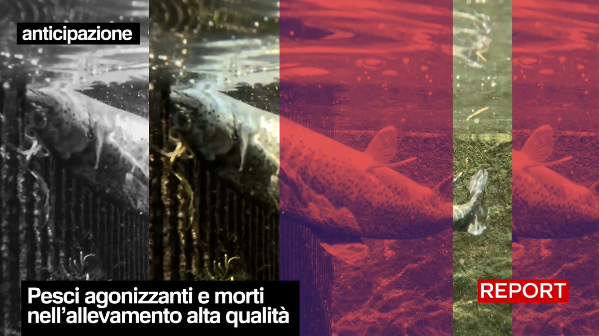 Immagini esclusive da Report mostrano trote agonizzanti e uccelli morti negli allevamenti Erede Rossi Silvio, premiati Alta qualità. Per l'azienda il dato di mortalità è "ampiamente coerente con quanto riportato dalle linee guida di settore". Domani, dalle 20.30 su #Rai3