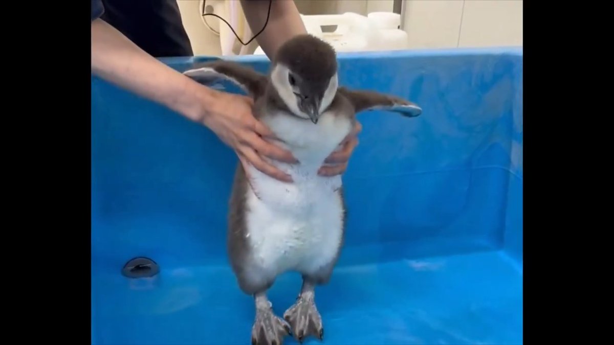 44日齢のあられ🐧 初めて、お水と触れ合った日🚿 最初は少しびっくりしていたけど、この後はすぐに慣れて歩いていました✨ #すみペン赤ちゃん日誌