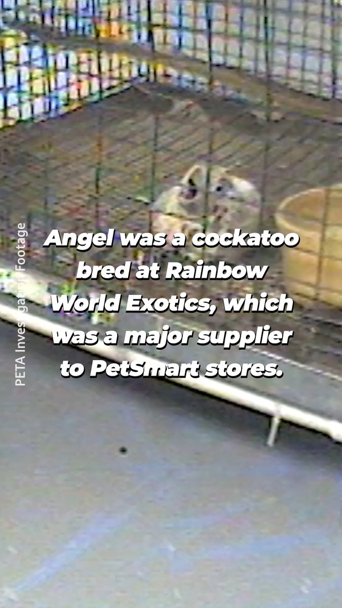 Ignored, untreated, and left to suffer 💔 Angel’s heartbreaking story is all too familiar for animals in the pet trade. Birds don’t belong in cages, they deserve to be free. #WorldParrotDay