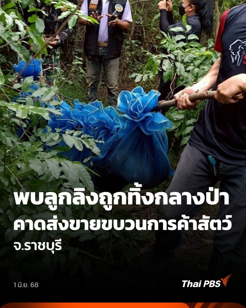 ลูกลิงแสมถูกใส่ถุงกว่า 25 ตัว ถูกทิ้งไว้กลางป่าในอำเภอเมืองราชบุรี คาดว่าถูกนำมาพักไว้ก่อนส่งขาย เจ้าหน้าที่เร่งขยายผลหาเครือข่ายค้าสัตว์ป่า เบื้องต้นเจ้าหน้าที่นำลิงทั้งหมดไปไว้ที่เขตห้ามล่าสัตว์ป่าเขาประทับช้าง #ชั่วโมงข่าวเสาร์อาทิตย์ #ThaiPBS #ข่าวไทยพีบีเอส #ข่าวที่คุณวางใจ