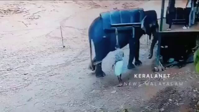 When An Elephant Can Take No More! Lakshmi, who became upset by the use of a bullhook, eventually cracked and attacked his mahout, crushing him to death at an illegally run Elephant safari park Tourists, #DontBuyATicket ~ if you do YOU are COMPLICIT to this abuse! 🚫 🎦 Credit: Keralenet.