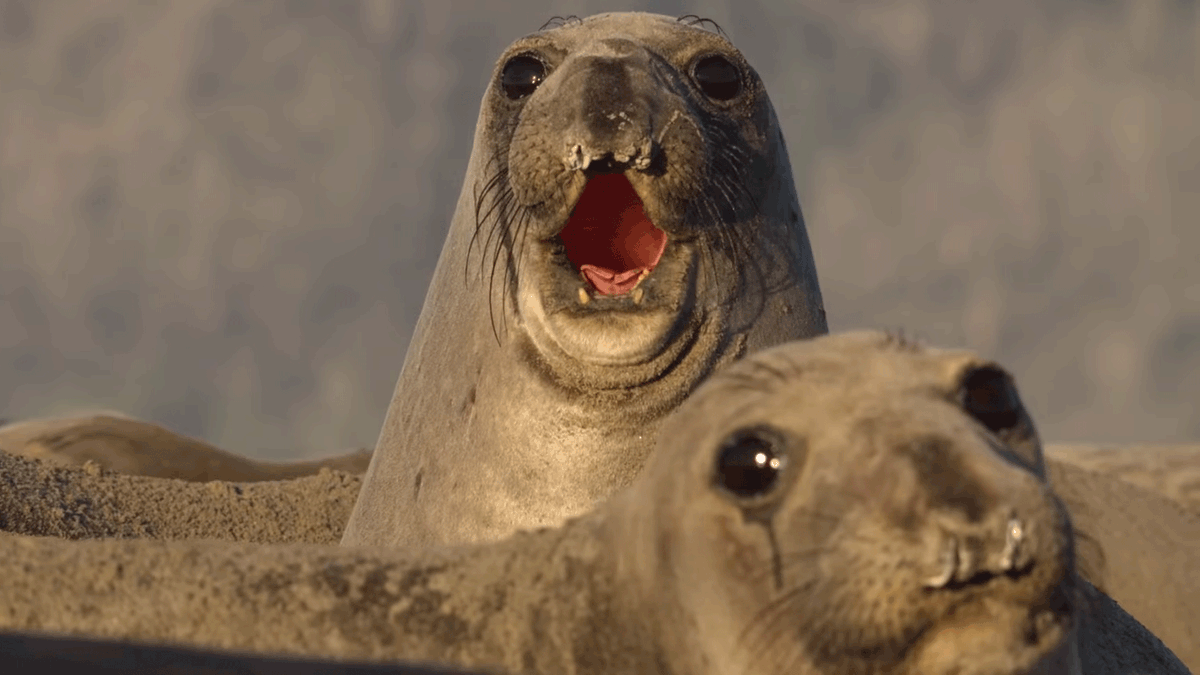 "Wherever there's an itch in nature's undercarriage, there will be underdogs." Underdogs, a new National Geographic series produced and narrated by Ryan Reynolds, premieres June 5 on ABC.
