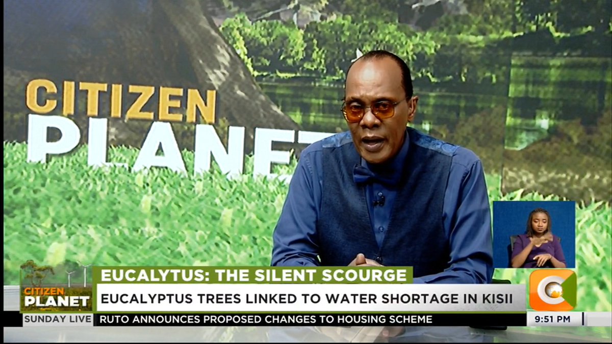 Eucalyptus: The Silent Scourge Eucalyptus trees linked to water shortage in Kisii Food production in some areas is on the decline Residents being urged to plant indigenous trees #CitizenSundayLive Jeff Koinange, MBS Olive Burrows