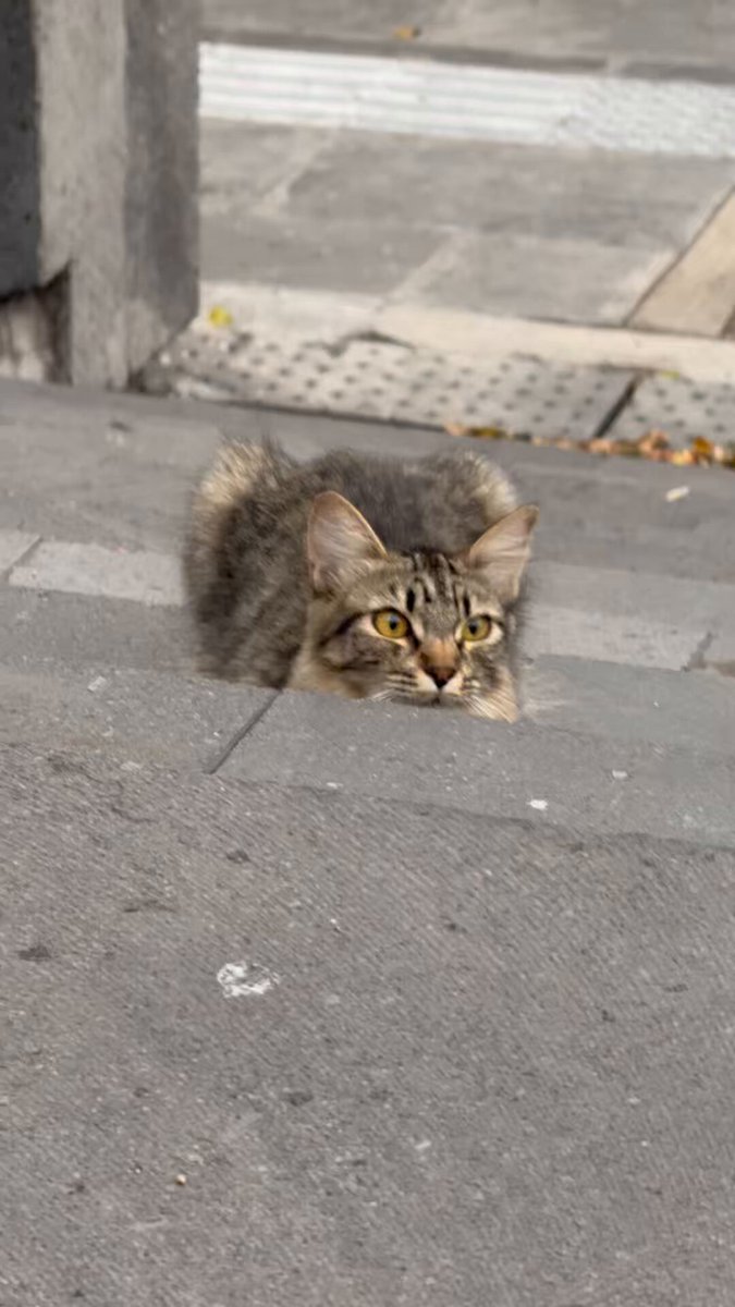 Quiero hacer una pausa en su programación electoral del 1 de junio para expresar mi profundo amor a los gatitos 😻😻 de San Lázaro. Estoy enamorada 🥰