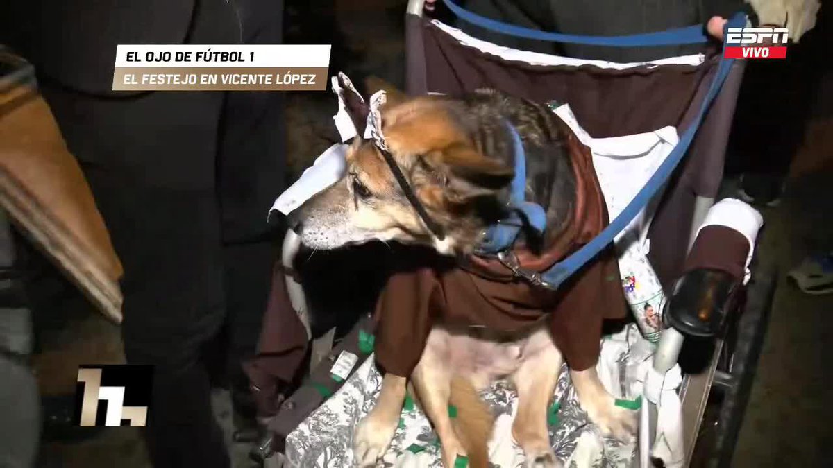 ¡¡CACHITO, EL PERRO FANÁTICO DE PLATENSE QUE FESTEJÓ EL #TorneoApertura EN VICENTE LÓPEZ!! 📺 #ESPNFútbol1 | #DisneyPlus