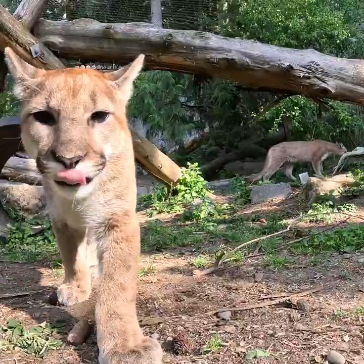 Nova and Link are feline frisky