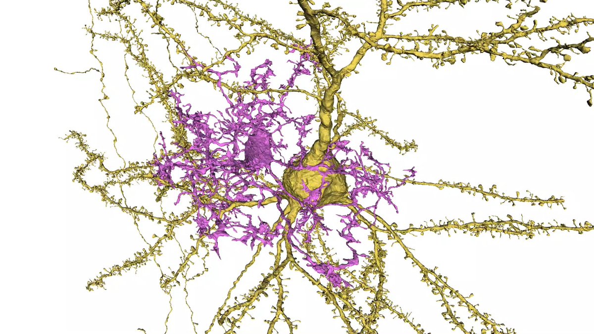 Microglia feet are highly dynamic and can be in contact with dense networks of axons. In this video by our #ElectronMicroscopy team using MICrONS data, a microglia (purple) contacts with an excitatory pyramidal neuron (gold). Slowly the axons under the feet are revealed.