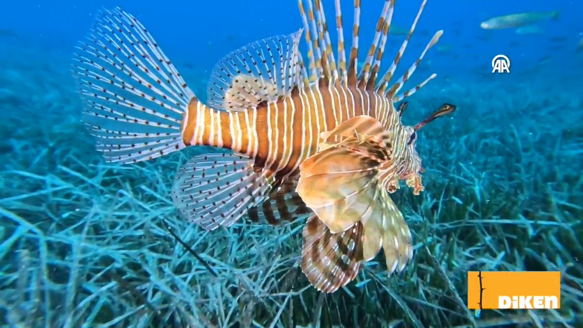 Kaş açıklarını istilacı Kızıldeniz türleri kuşattı