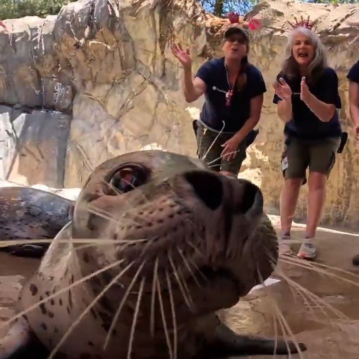 Happy birthday Skinny! At age 50, she's the oldest known harbor seal in the world. Skinny will be sealebrating all day today at her home at Oregon Coast Aquarium — follow along to join in the fun! #Skinnyis50
