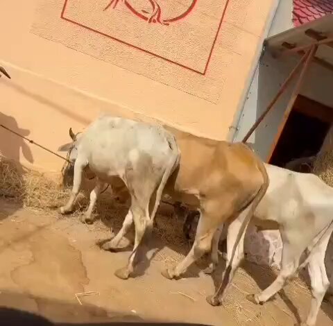 सभी ग्रुप मे फारवर्ड करे हैदराबाद में 7 जून को इद के लिए लाखो की संख्यामें गाय काटने के लिए लायी गयी हे। लगता हे ,तबाही आने वाली हे।