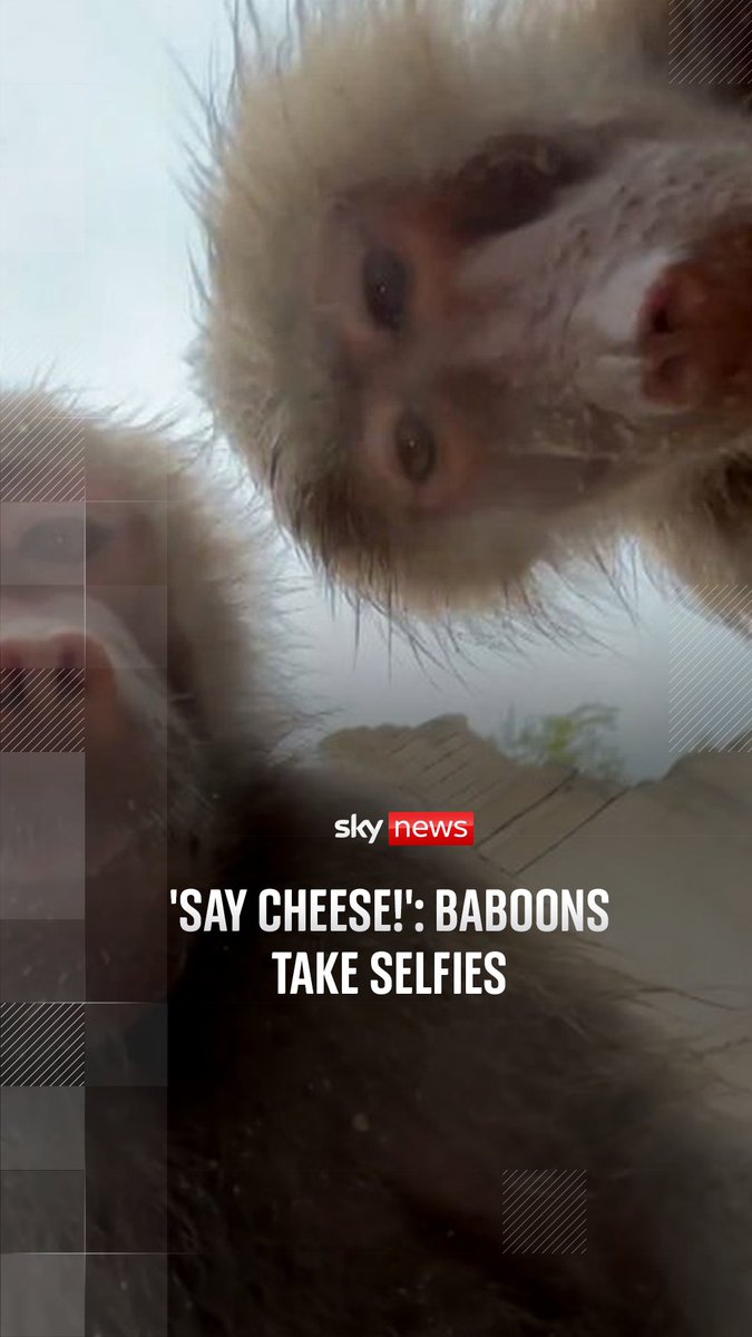 A woman accidentally dropped her phone into a baboon enclosure at a Netherlands zoo and had it returned to her "completely destroyed" and with "seven videos" taken by the monkeys 🐒