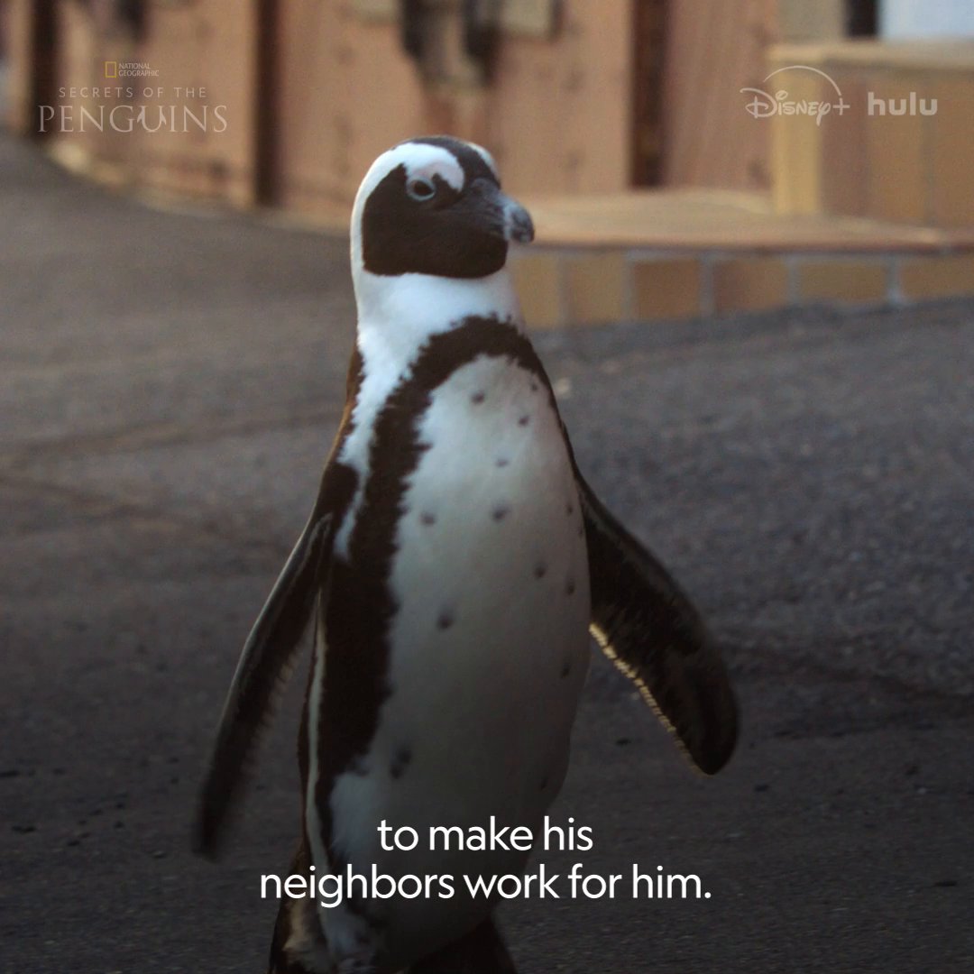 What would happen if a penguin left the ice for city streets? It’d look a little like this 🐧 #SecretsOfThePenguins is now streaming on Disney+ and Hulu.