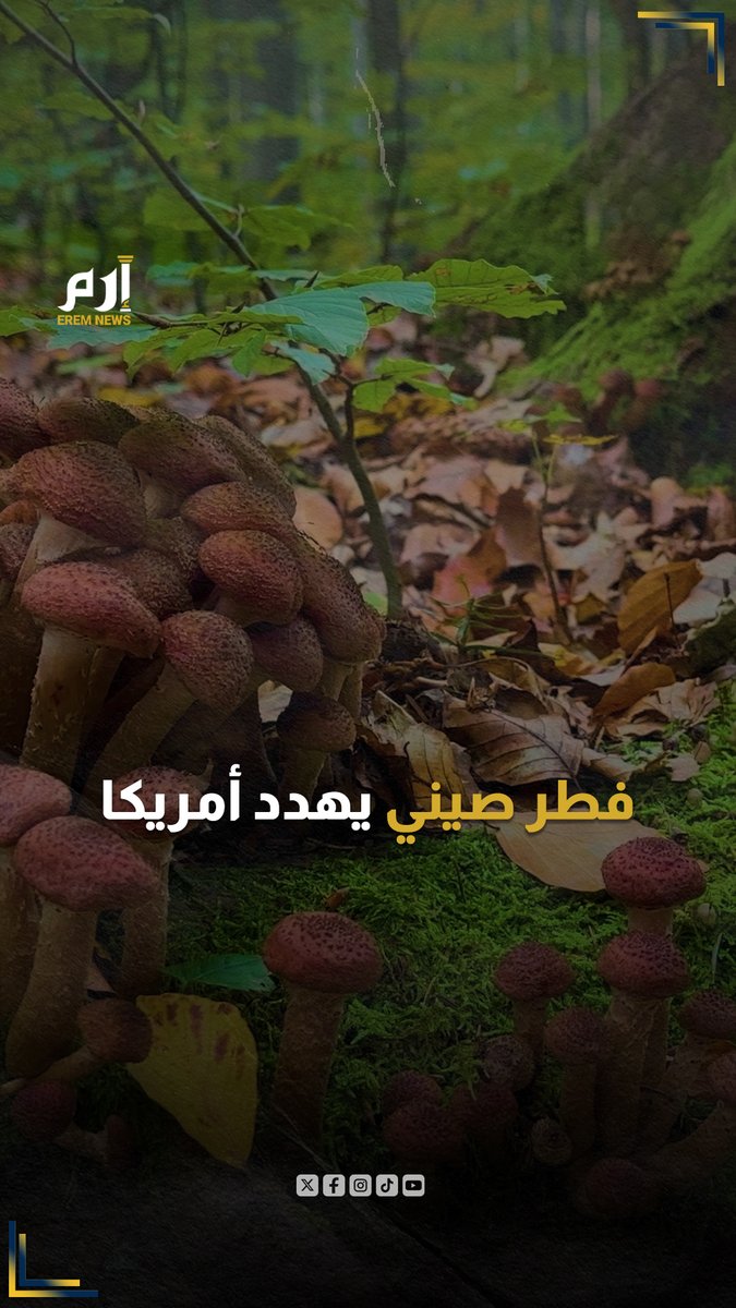 كارثة بيولوجية كانت على وشك الحدوث... صينيون حاولوا تهريب فطر سام للولايات المتحدة عبر أحد المطارات بعدما وضعوها في أكياس صغيرة وذلك لإبادة المحاصيل الأمريكية مثل القمح والذرة وقتل الماشية مما سيتسبب بخسائر سنوية ضخمة وتدمير الاقتصاد الأمريكي.