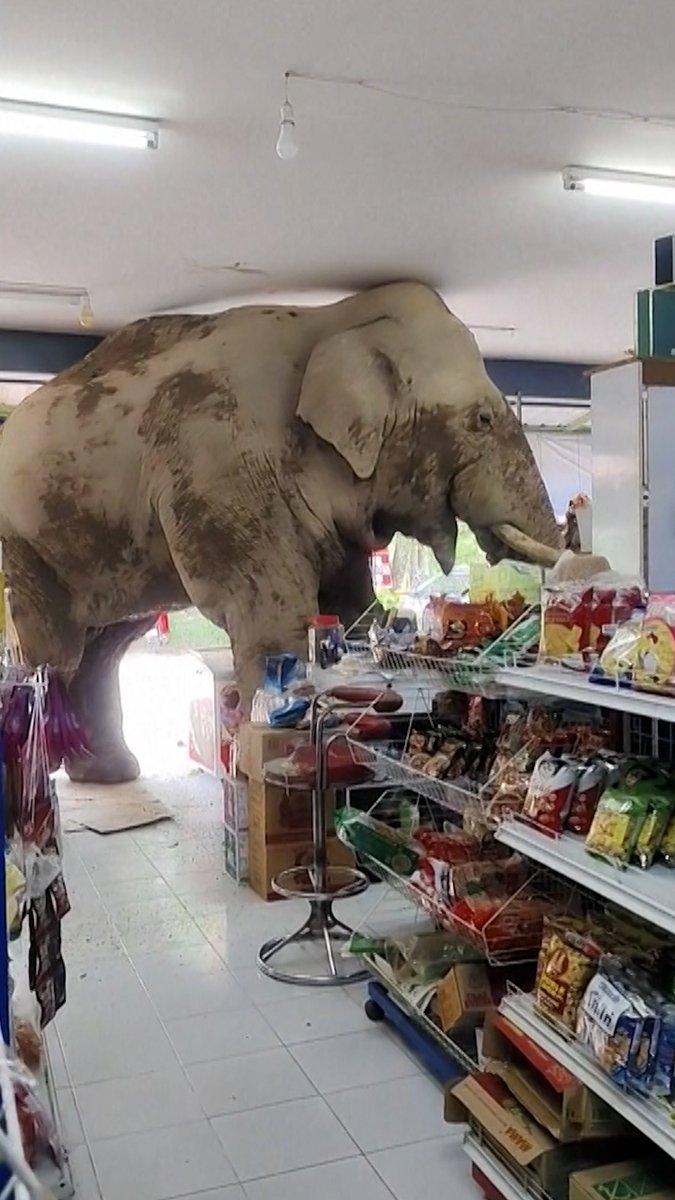 Watch: This elephant in Thailand has helped himself to rice crackers, bananas and a sandwich at a grocery store.