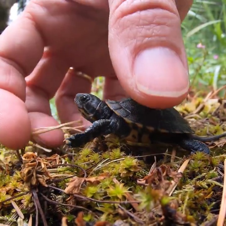 Seventeen tiny northwestern pond turtle hatchlings just arrived at our conservation lab, where they'll be kept safe from predators until they're big enough to survive in the wild.