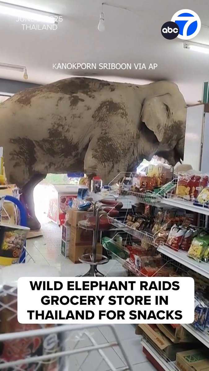 A large wild elephant caught shopkeepers off guard at a convenience store in Thailand on Monday when it lumbered into the shop in search of food. 🐘🍫🍬 The elephant - a 27-year-old male called Plai Biang Lek - is well known in the area.