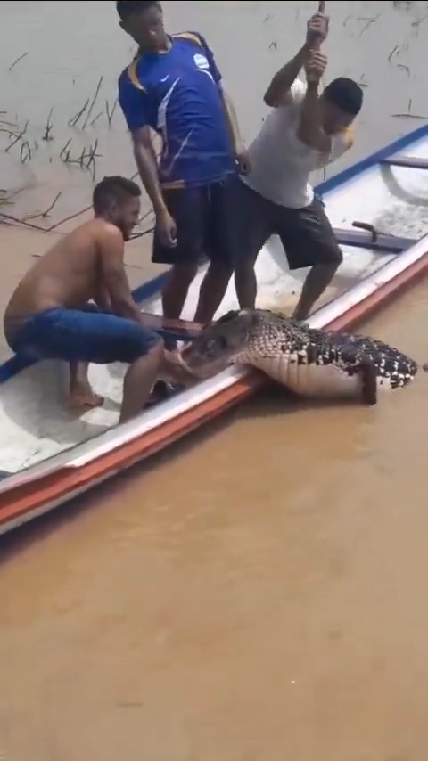 Africans are the only humans in the world who can hunt a crocodile using bare hands