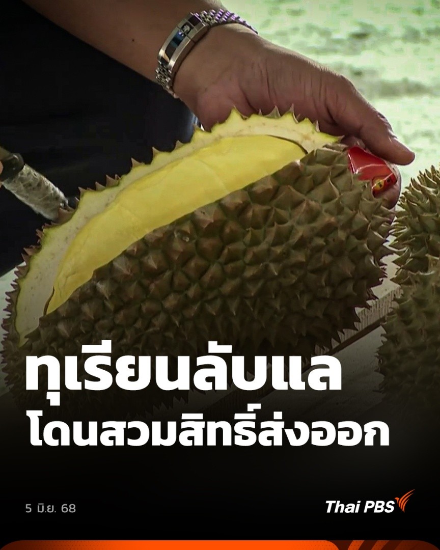 เกษตรกรผู้ปลูกใน อ.ลับแล จ.อุตรดิตถ์ กำลังเจอกับปัญหาใหญ่ เพราะในช่วงที่ผลผลิตกำลังออกสู่ตลาด รอรับทรัพย์ กลับพบว่า #ทุเรียนลับแล ถูกสวมสิทธิ์ส่งออก 🎬 ชม #จับตารอบทิศ ที่ #ThaiPBS #ข่าวไทยพีบีเอส #ข่าวที่คุณวางใจ
