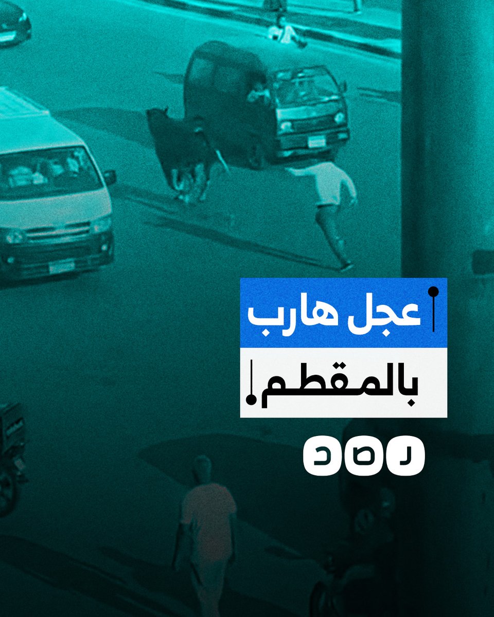 عجل هارب يتسبب في ارتباك مروري في حي المقطم بالقاهرة