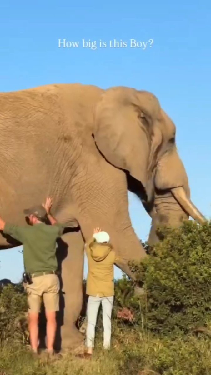 Why can't they just appreciate this beautiful animal without touching and disturbing him?