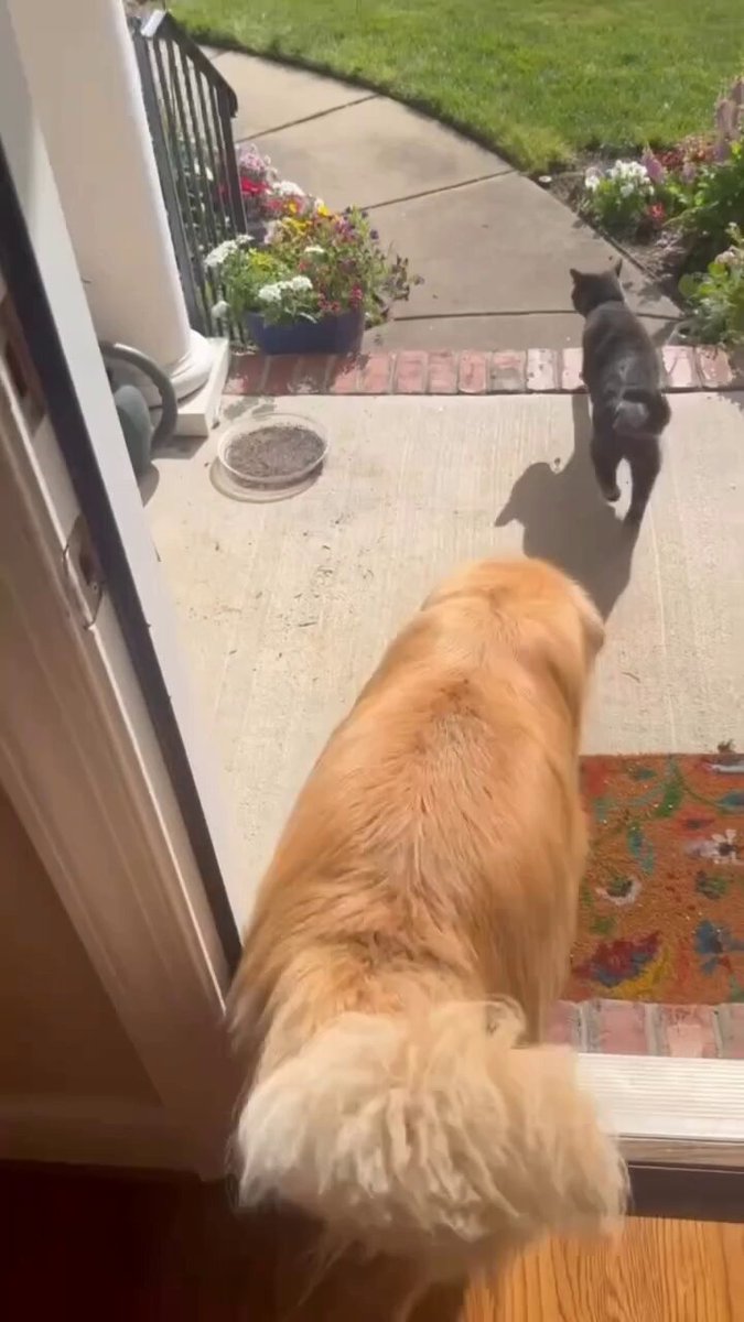 Blind golden retriever proudly retrieves the newspaper every morning..🐕🐾🗞️😍 📹masonthebIindgolden
