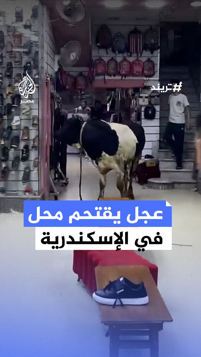 موسم #الأضاحي.. مشاهد لهروب #عجل واقتحامه محلًا للأحذية في أحد أحياء #الإسكندرية #عيد_الأضحى