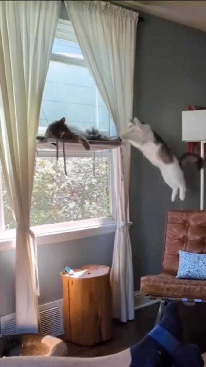 First cat: "dude you ruined the vibe"
