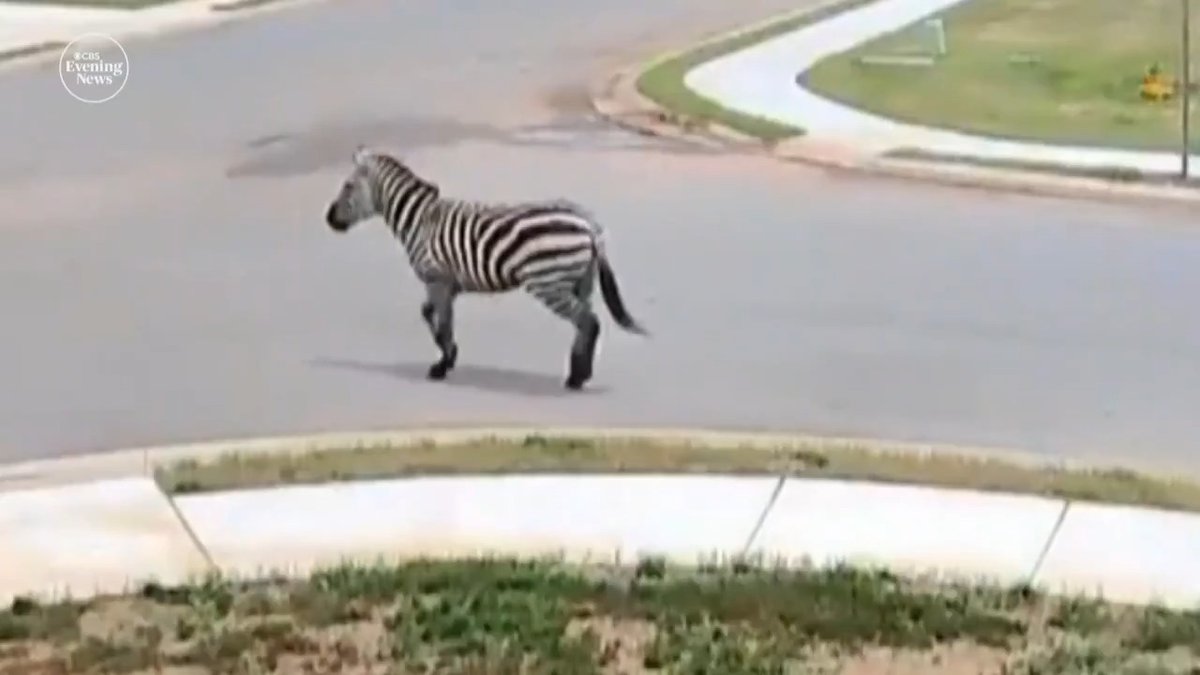 A pet zebra has been on the run for days in Tennessee after "wreaking havoc" on a highway outside of Nashville, officials say. The zebra escaped into a wooded area last weekend, and despite many attempts, it remains on the loose.