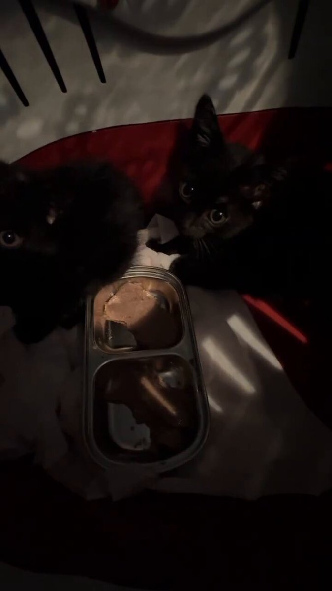 飼い主様が死去により身内の方から外に 放り出されて家の前で暮らしていた黒猫兄弟 何が起きたのかわからないよね？ 2人で頑張りました💕 💕うちにおいでよ💕