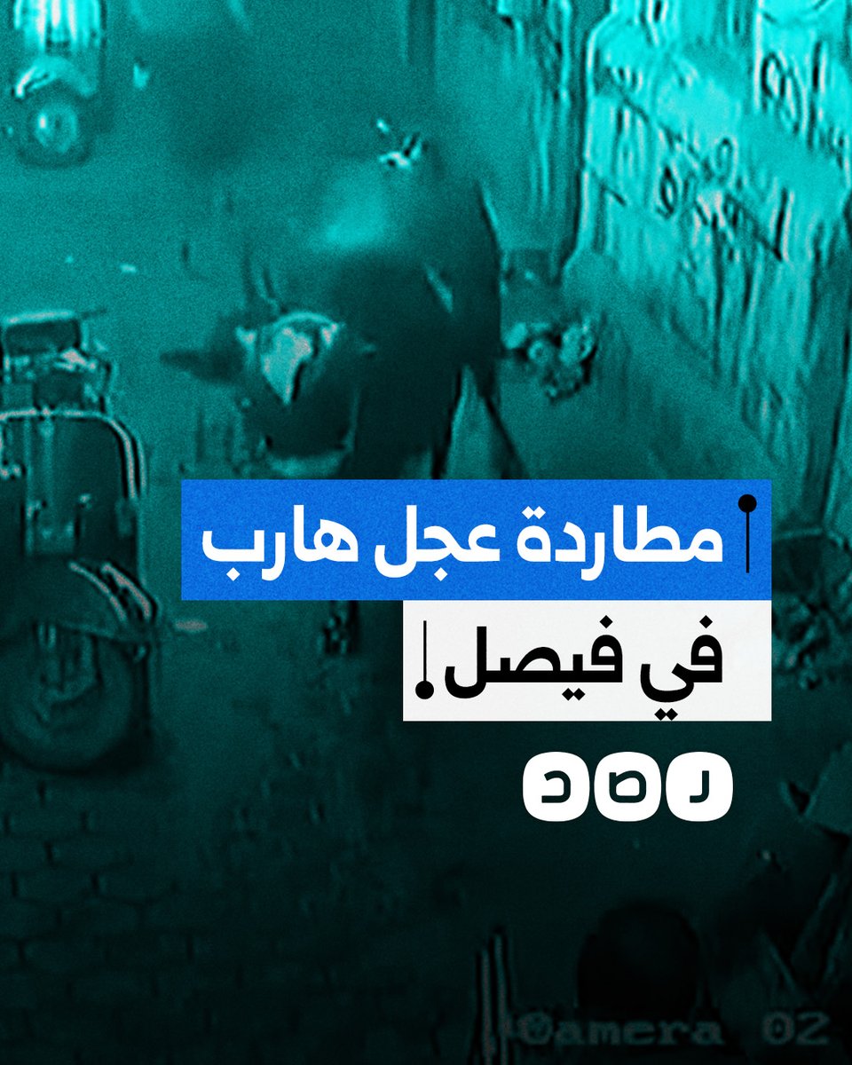 عشرات المواطنين يحاولون اللحاق بعجل هارب في منطقة فيصل بالجيزة