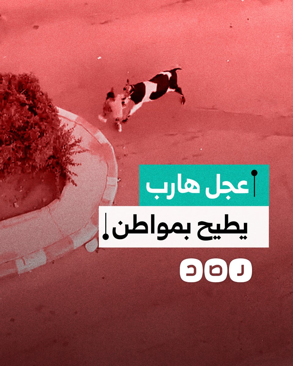 على طريقة مصارعة الثيران.. عجل هارب من أصحابه يطيح بمواطن في مدينة النوبارية بالبحيرة