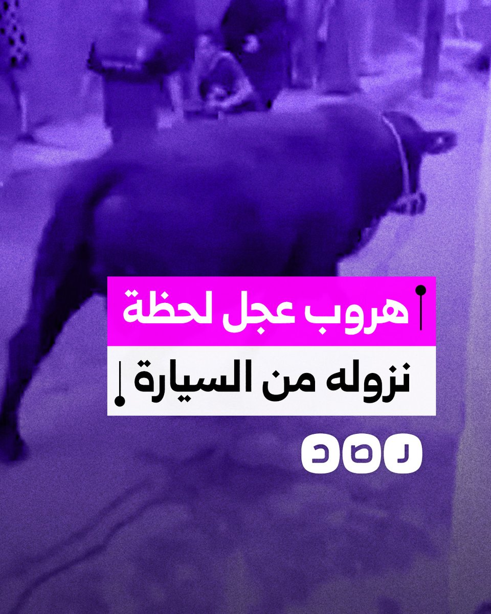 مزق الحبل.. عجل يفر هاربا لحظة نزوله من السيارة أمام منزل صاحبه في الإسماعيلية
