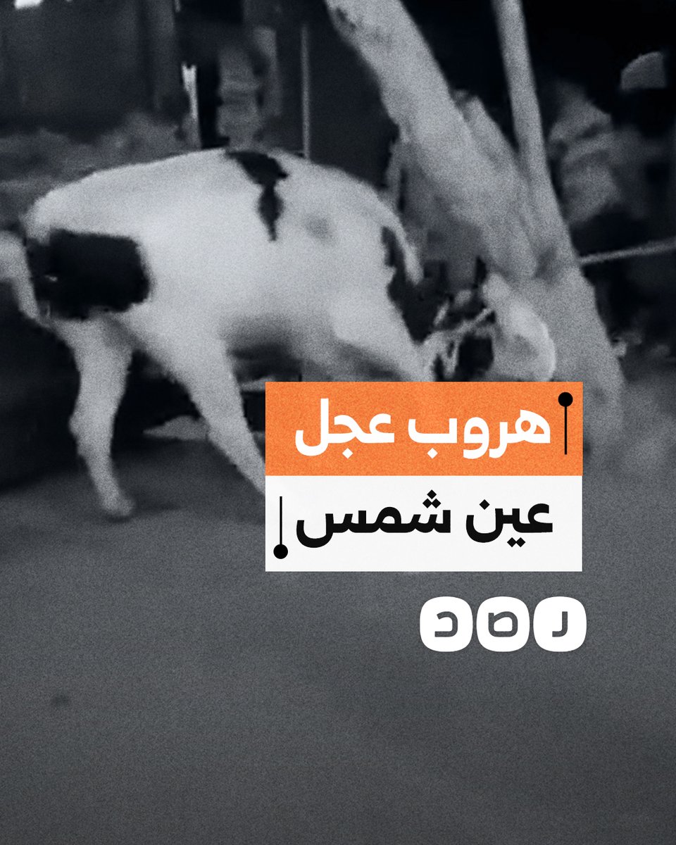لحظة هروب عجل في منطقة عين شمس بالقاهرة